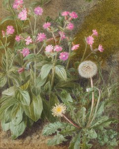 Lychnis et pissenlit, 1875
